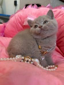 Purebreed British shorthair kittens for sale - Photo 2