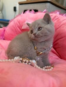 Purebreed British shorthair kittens for sale - Photo 3