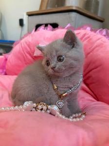 Purebreed British shorthair kittens for sale - Photo 4