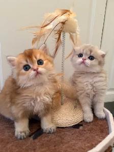 Scottish fold/straight kittens for sale