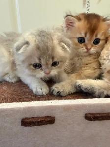 Scottish fold/straight kittens for sale - Photo 2