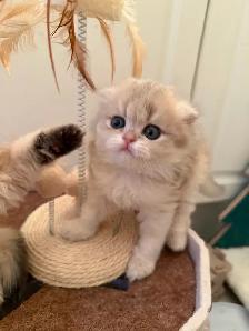 Scottish fold/straight kittens for sale - Photo 3