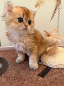 Scottish fold/straight kittens for sale - Photo 4