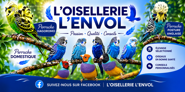 PLUSIEURS OISEAUX DISPONIBLES