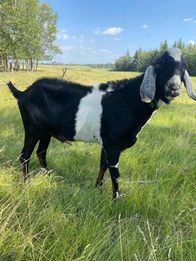 Nubian Buck Goat
