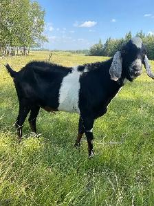 Nubian Buck Goat