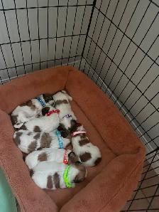 Welcome to Cuteville, the most Adorable Place In Edmonton - Photo 2