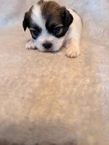 Welcome to Cuteville, the most Adorable Place In Edmonton - Photo 3