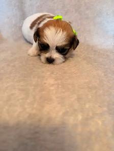 Welcome to Cuteville, the most Adorable Place In Edmonton - Photo 4