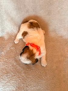 Welcome to Cuteville, the most Adorable Place In Edmonton - Photo 5