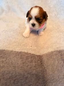 Welcome to Cuteville, the most Adorable Place In Edmonton - Photo 6