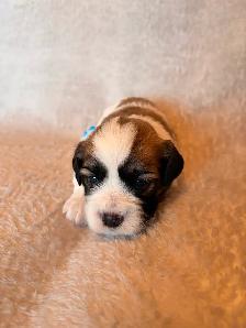 Welcome to Cuteville, the most Adorable Place In Edmonton - Photo 9