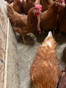 chickens for sale
