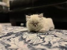 2 Female Himalaya Kittens Remaining - Photo 2