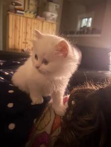 2 Female Himalaya Kittens Remaining - Photo 3