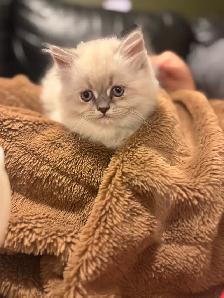 2 Female Himalaya Kittens Remaining - Photo 4