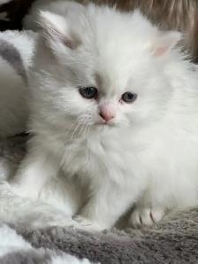 2 Female Himalaya Kittens Remaining - Photo 5