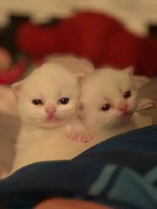 2 Female Himalaya Kittens Remaining - Photo 6