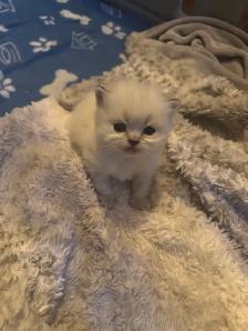 2 Female Himalaya Kittens Remaining - Photo 7