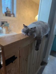 2 Female Himalaya Kittens Remaining - Photo 8