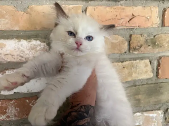 Triggerpoint Ragdolls has 1 female!