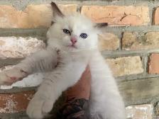 Triggerpoint Ragdolls has 1 female!