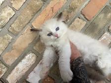 Triggerpoint Ragdolls has 1 female! - Photo 2