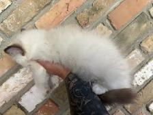 Triggerpoint Ragdolls has 1 female! - Photo 3