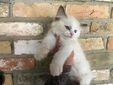 Triggerpoint Ragdolls has 1 female! - Photo 4