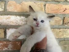 Triggerpoint Ragdolls has 1 female! - Photo 5