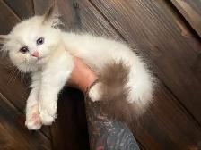 Triggerpoint Ragdolls has 1 female! - Photo 6