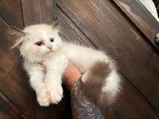 Triggerpoint Ragdolls has 1 female! - Photo 7