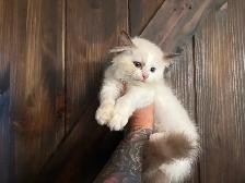 Triggerpoint Ragdolls has 1 female! - Photo 8