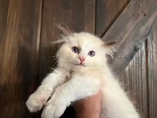 Triggerpoint Ragdolls has 1 female! - Photo 9