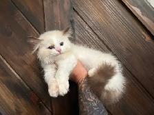 Triggerpoint Ragdolls has 1 female! - Photo 10