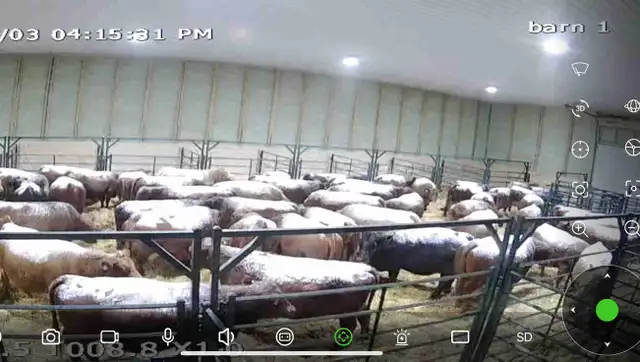 Bred cows