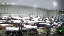 Bred cows