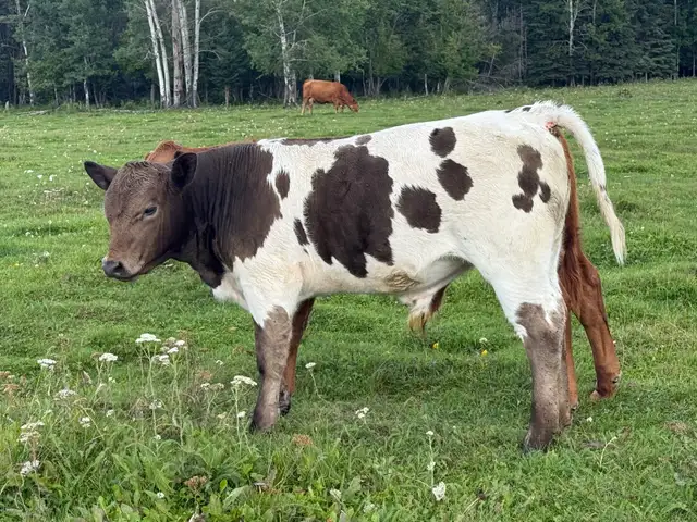 Angus/Corriente bull calf