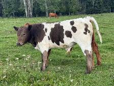 Angus/Corriente bull calf