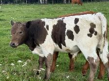 Angus/Corriente bull calf - Photo 2