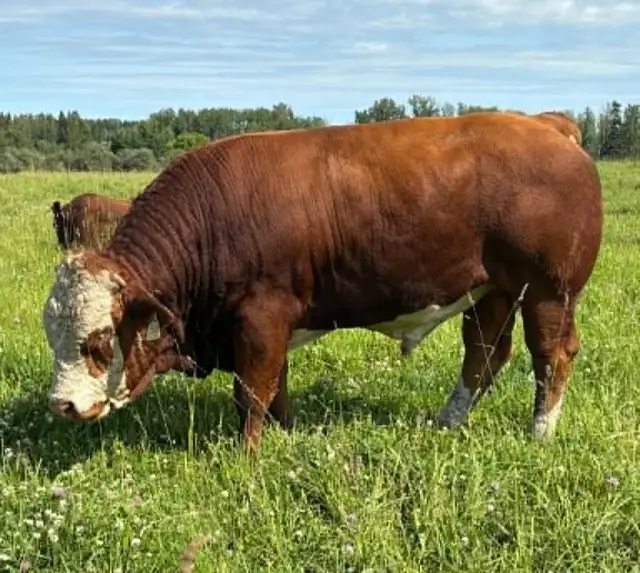 Fleckvieh simmental off age bulls for sale