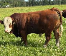 Fleckvieh simmental off age bulls for sale - Photo 2