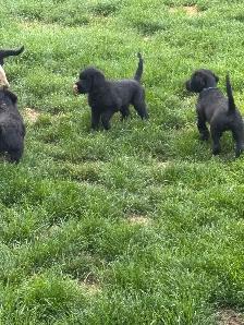 Beautiful White Lab X Goldendoodle Puppies - Photo 2