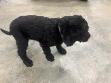Beautiful White Lab X Goldendoodle Puppies - Photo 3