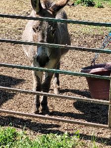 ISO Companion Animal