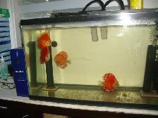 FOR SALE  ALL 4 BEAUTIFUL DISCUS 5 TO 6 INCH $275 - Photo 2