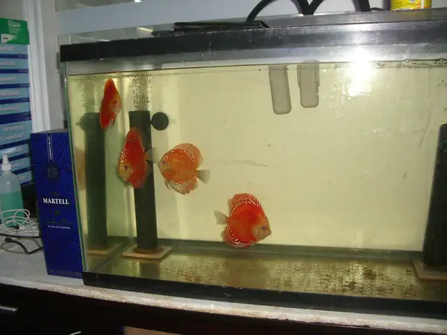 FOR SALE ALL 4 BEAUTIFUL DISCUS 5 TO 6 INCH $275
