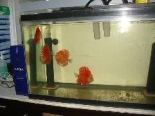 FOR SALE ALL 4 BEAUTIFUL DISCUS 5 TO 6 INCH $275