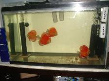 FOR SALE ALL 4 BEAUTIFUL DISCUS 5 TO 6 INCH $275 - Photo 3