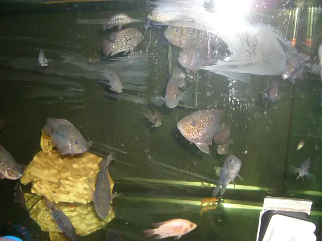 FOR SALE TEXAS FISH $20 EACH ( 3 FOR $50 )